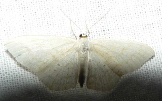 roomkleurige stipspanner.jpg - Roomkleurige stipspanner - Scopula floslactata